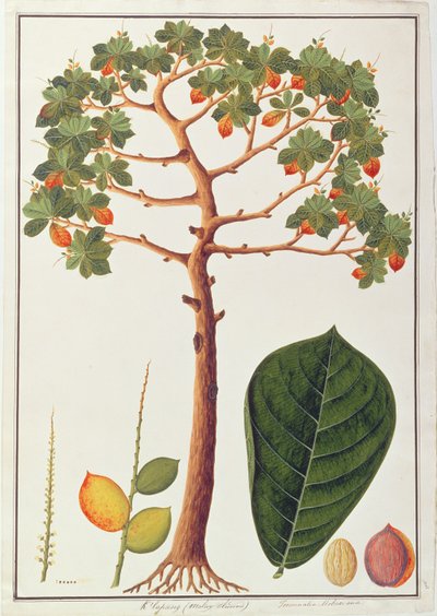 Klapang Terminalia Molucana lub malajski migdał, z Rysunków roślin z Malakki, ok. 1805-18 (wc na papierze) autorstwa Chinese School