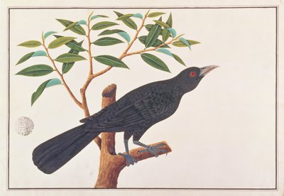 Koel, z Rysunków ptaków z Malakki, ok. 1805-18 (wc na papierze) autorstwa Chinese School
