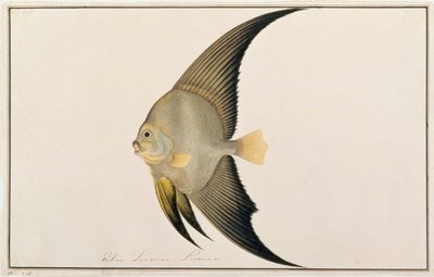 Nietoperz długopłetwy, z Rysunków ryb z Malakki, ok. 1805-18 (wc na papierze) autorstwa Chinese School