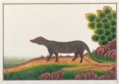Mangusta, z Rysunków zwierząt, owadów i gadów z Malakki, ok. 1805-18 (gwasz i toaleta na papierze) autorstwa Chinese School