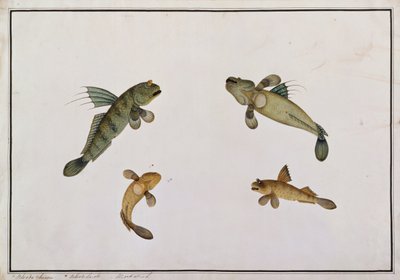 Ryba błotna, Bloodo chiena, Bloodo La-ore, z Rysunków ryb z Malakki, ok. 1805-18 (wc na papierze) autorstwa Chinese School