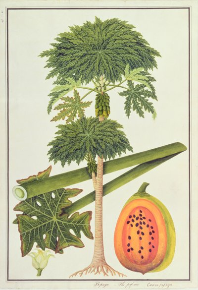 Papaya, Papau lub Caica Papaya, z Rysunków roślin z Malakki, ok. 1805-18 (wc na papierze) autorstwa Chinese School