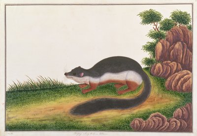 Prevosts wiewiórka, z Rysunków zwierząt, owadów i gadów z Malakki, ok. 1805-18 (gwasz i wc na papierze) autorstwa Chinese School