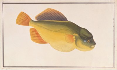 Putterfish, Rysunki ryb z Malakki, ok. 1805-18 (wc na papierze) autorstwa Chinese School