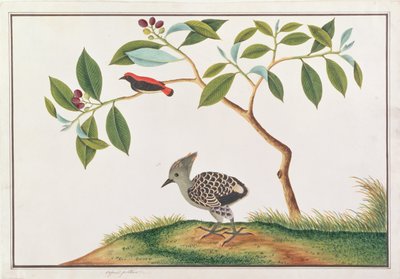 Dzięcioł szkarłatny z dzięciołem szarym, z Rysunków ptaków z Malakki, ok. 1805-18 (wc na papierze) autorstwa Chinese School