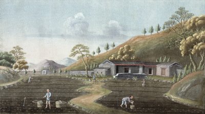 Sadzenie herbaty (wc na papierze) autorstwa Chinese School