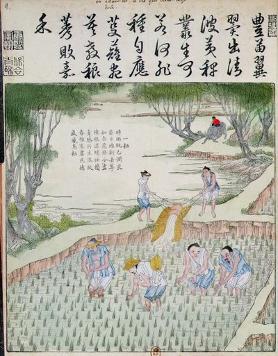 Weeding, The Rice Culture in China (kolorowy drzeworyt) autorstwa Chinese School