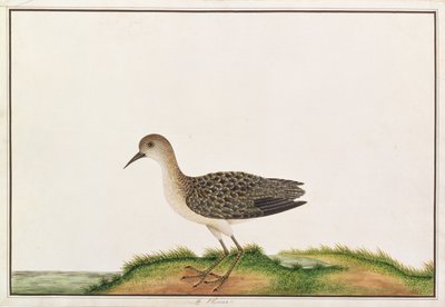Brodzik leśny, z Rysunków ptaków z Malakki, ok. 1805-18 (wc na papierze) autorstwa Chinese School