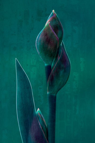 Moody Botanical Bloom autorstwa Chris Hamilton