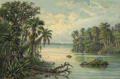 Las deszczowy w dolnej Amazonii, Brazylia autorstwa Christian Anton Goering