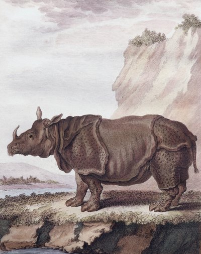 Nosorożec (rycina) autorstwa Christian Friedrich Fritzsch