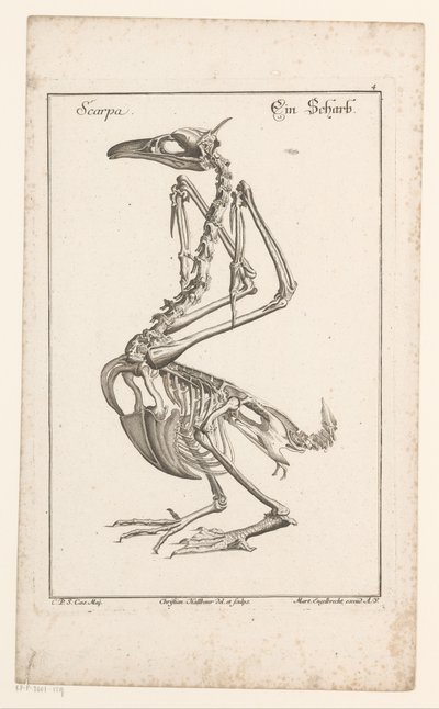 Skeleton van een aalscholver Scarpa / Sharb (tytuł na obiekcie) Różne ciała Sceleta lub nogi (tytuł serii) autorstwa Christian Hallbaur