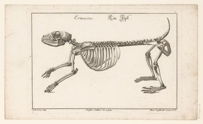 Szkielet jeża Erinaceus / Ein Egel (tytuł na obiekcie) Unterschiedliche Sceleta lub Bone-Cörper (tytuł serii) autorstwa Christian Hallbaur