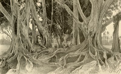 Olbrzymie drzewa w ogrodach botanicznych, Peradeniya, Kandy, Cejlon, 1898. autorstwa Christian Wilhelm Allers