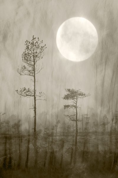Misty Moon – książka autorstwa Christina Sillen