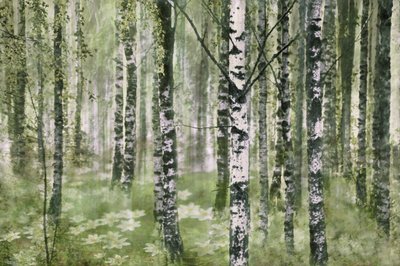 Spokojny las brzozowy autorstwa Christina Sillen