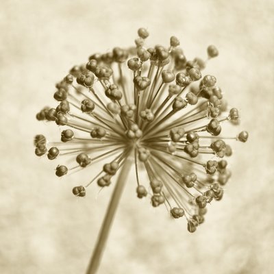 Kula z czosnku sepia autorstwa Christina Sillen