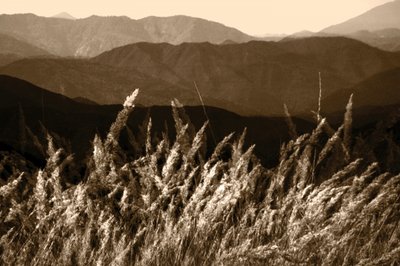 Trawka z Góry Sepia autorstwa Christina Sillen