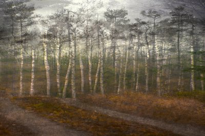 Spokojny las brzozowy autorstwa Christina Sillen