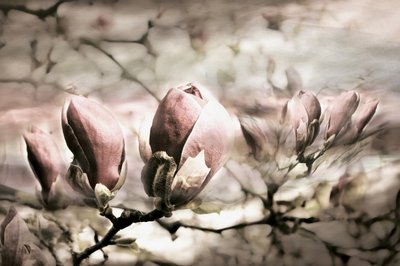 Miękkie pączki magnolii autorstwa Christina Sillen