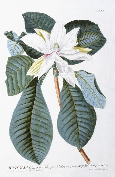 Magnolia, 1750-1773 autorstwa Christoph Jacob Trew