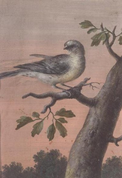 Ptak na gałęzi (gwasz), (patrz także 60075) autorstwa Christoph Ludwig Agricola