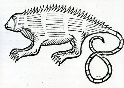 Iguana z „Ogólnej historii Indii” 1547 autorstwa Christopher Columbus