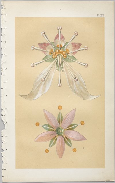 Sztuka projektowania dekoracyjnego : z dodatkiem, podającym godziny otwarcia kwiatów, wyd. Day & Son, Londyn, 1862 autorstwa Christopher Dresser