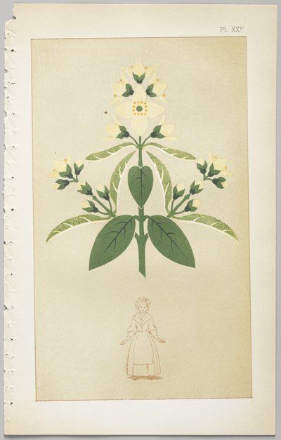 Sztuka projektowania dekoracyjnego : z dodatkiem, podającym godziny otwarcia kwiatów, wyd. Day & Son, Londyn, 1862 autorstwa Christopher Dresser
