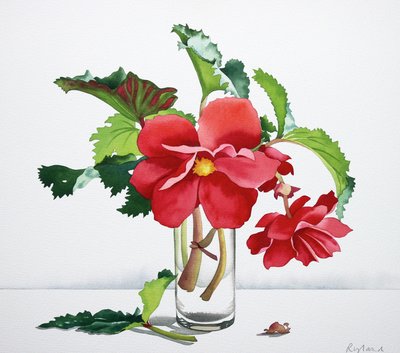 Czerwona Begonia autorstwa Christopher Ryland