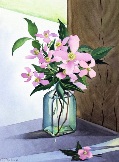 Martwa natura Pink Clematis (akwarela na papierze) autorstwa Christopher Ryland