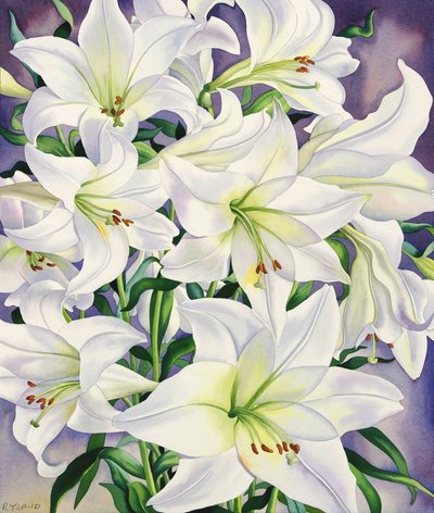 Białe lilie, 2008 (wc na papierze) autorstwa Christopher Ryland