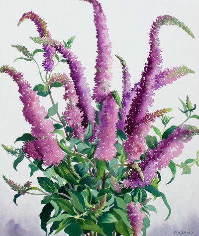 Dzikie Buddleia autorstwa Christopher Ryland