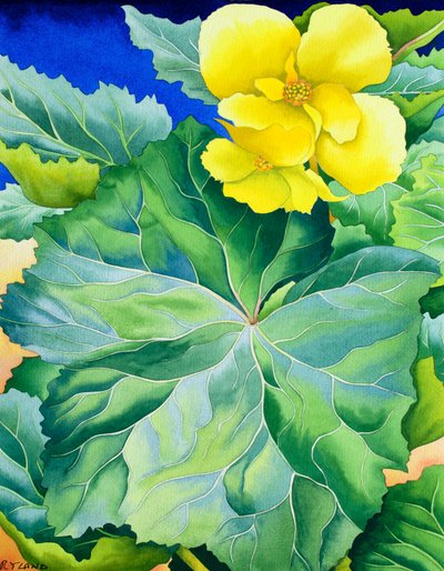 Żółta Begonia autorstwa Christopher Ryland
