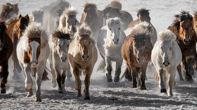 Szalony galop dzikich koni autorstwa Chuanxu Ren