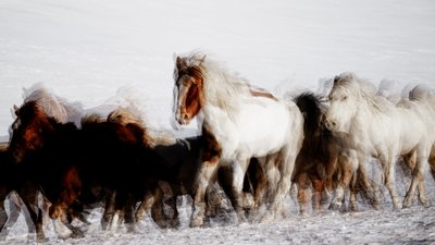 Dzikie konie w zimowym ruchu autorstwa Chuanxu Ren