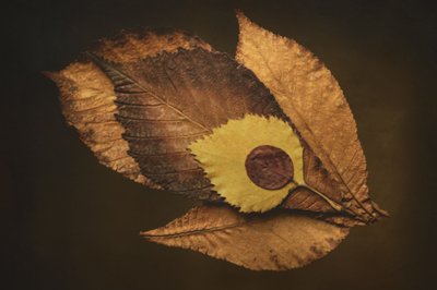  autorstwa Cicek Kiral