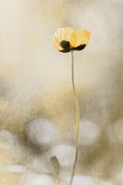  autorstwa Cicek Kiral