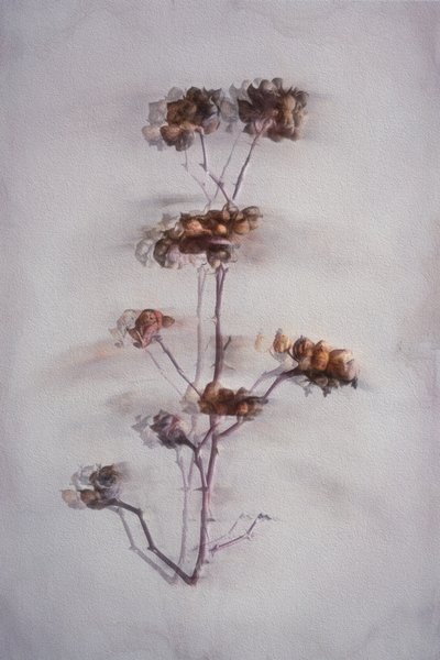  autorstwa Cicek Kiral