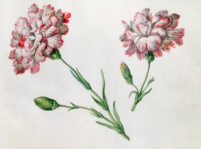 Goździki autorstwa Claude Aubriet