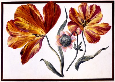 Tulipany i Anemon, ok. 1690 autorstwa Claude Aubriet