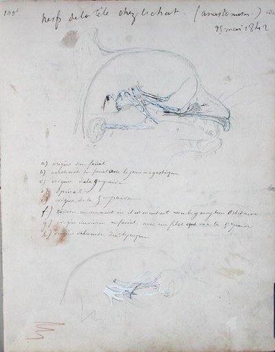 Układ nerwowy w głowie kota, maj 1842 (ołówek na papierze) autorstwa Claude Bernard