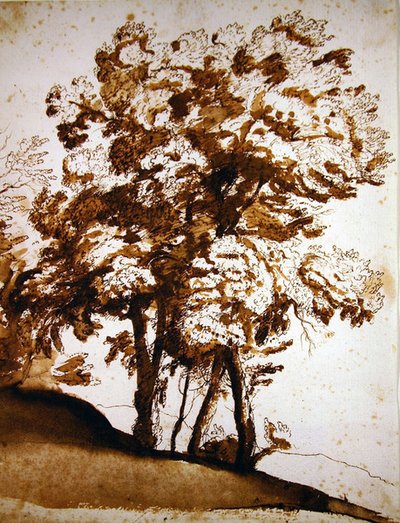 Grupa drzew w słońcu (pióro i tusz oraz pranie na papierze) autorstwa Claude Lorrain