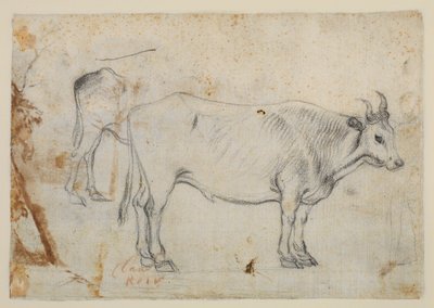 Badanie wołu autorstwa Claude Lorrain