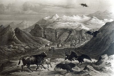 Cielę zaatakowane przez kondory, z „Historia de Chile” rycina F.Lehnert, zdjęcie z 1834 r.) autorstwa Claudio Gay