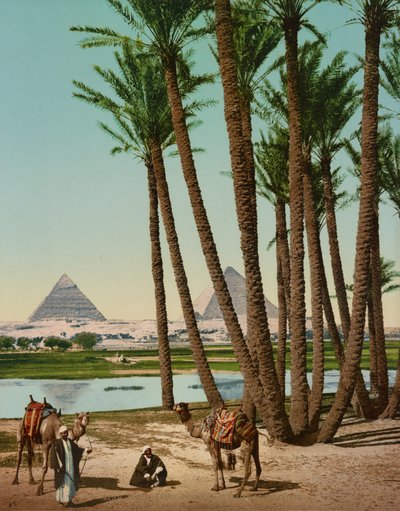 Palmy, Beduini i Piramidy, Kair, Egipt autorstwa Company Photoglob