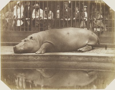 Obaysch, hipopotam, londyńskie zoo autorstwa Comte de Montizón Don Juan