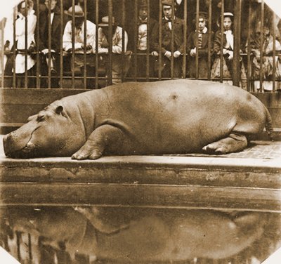 Obaysch hipopotam, londyńskie zoo, 1852 (zdjęcie w sepii) autorstwa Comte de Montizón Juan