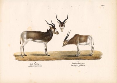 Antylopy Addax i Bontebok autorstwa Conrad Kull