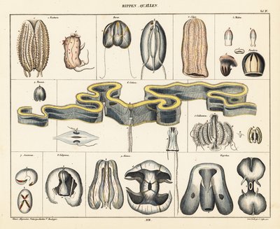Anatomia gatunków meduz. 1841 (litografia) autorstwa Conrad Kull